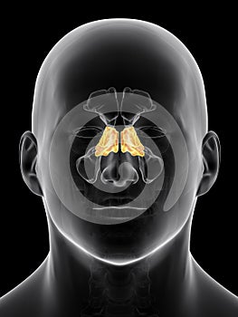 The ethmoid sinus