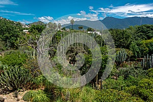 Ethnobotanical garden in Oaxaca, Mexico photo