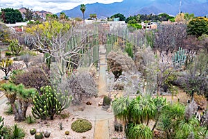 Ethnobotanical Garden of Oaxaca photo