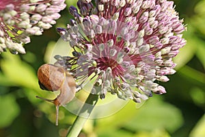 etit-gris snails (helix aspersa) on an allium flower