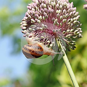 etit-gris snails (helix aspersa) on an allium flower