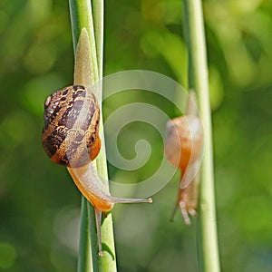 etit-gris snails (helix aspersa) on an allium flower