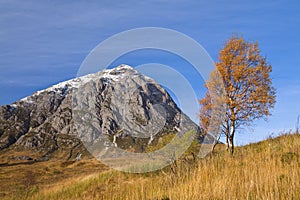 Etive tree