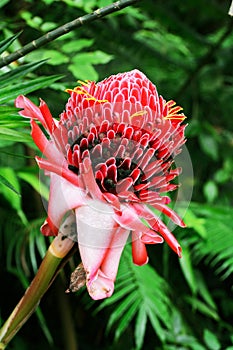 Etlingera Elatior