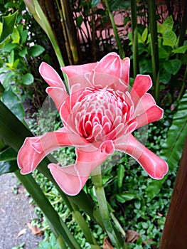 Etlingera Elatior aka bunga Kantan