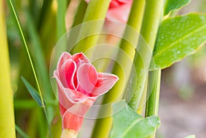 Etlingera elatior flower