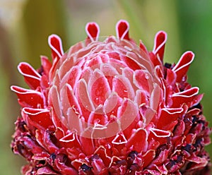 Etlingera elatior flower