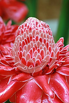 Etlingera elatior flower