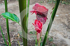 Etlingera elatior flowers