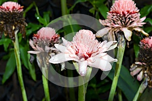 Etlingera Elatior. photo