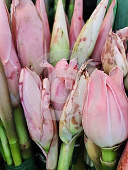 Etlingera Elatior Plantae