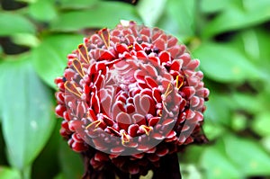 Etlingera Elatior or Red Torch Ginger