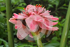 Etlingera elatior RED TORCH GINGER flower. The beautiful exotic ginger plant that gets unique red flowers and great green foliage