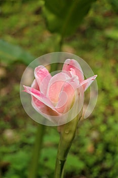 Etlingera elatior RED TORCH GINGER flower. The beautiful exotic ginger plant that gets unique red flowers and great green foliage