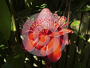 Etlingera elatior - Torch Ginger in full bloom