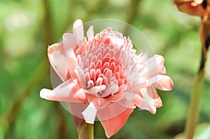 Etlingera elatior, Torch ginger or ZINGIBERACEAE