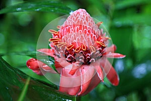 Etlingera flower