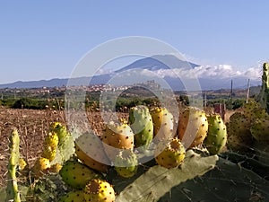 etna beauty and India coolies giants