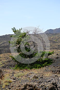 Etna volcano eruption landscape rocks and trees