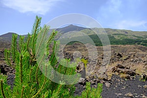 Etna volcano eruption landscape rocks and trees