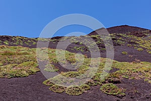 Etna Volcano plants