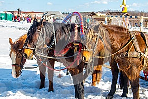 Etnomir, Russia - March 2019: Russian horses troika in winter, riding horses