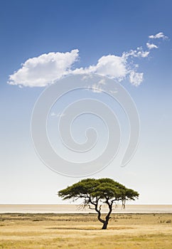 Etosha