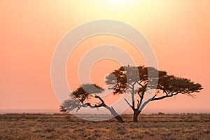 Etosha Acacia Tree Sunrise
