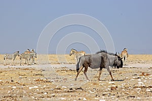 Etosha Desert with Blue Wildebeest walking and zebra in the background
