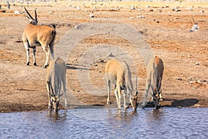 Etosha Elands drinking photo