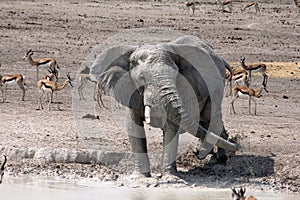 Etosha Elephant Splashing