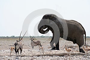 Etosha Gathering