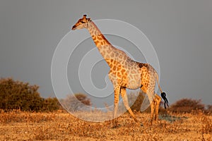 Etosha giraffe, Namibia