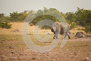 Etosha landscape. Endangered Black rhinoceros, Diceros bicornis. Direct, low angle view on rhino in dry savanna staring at camera