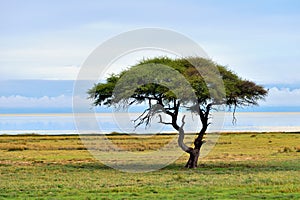 Etosha, Namibia, Africa