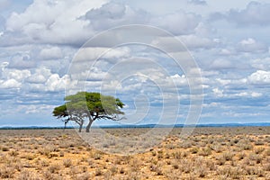 Etosha, Namibia, Africa