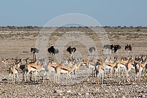 Etosha, Namibia, June 18, 2019: A herd of springboks and a flock of ostriches walk the lifeless rocky desert