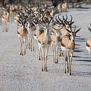 Etosha, Namibia, June 19, 2019: A herd of springboks crossing a dirt rocky road in a national park