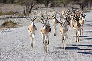 Etosha, Namibia, June 19, 2019: A herd of springboks walk down a white rocky road straight at us and look into the camera. Bushes