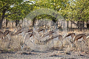 Etosha, Namibia, June 19, 2019: A herd of Springboks will settle in the shade of trees in the savannah