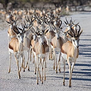 Etosha, Namibia, June 19, 2019: A huge herd of springboks cross a white dirt rocky road in a national park. Bushes in the