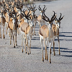 Etosha, Namibia, June 19, 2019: A huge herd of springboks crossing a dirt rocky road in a national park