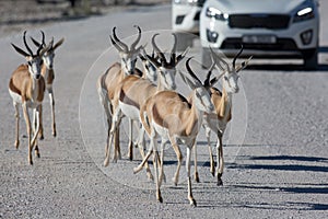 Etosha, Namibia, June 19, 2019: A small herd of springboks cross a white rocky road in front of a convoy of cars