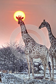 Etosha National Park