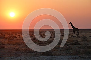 Etosha National Park