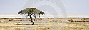 Etosha National Park