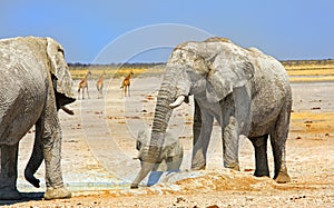 Etosha National Park Bull Elephants with giraffe in the distance