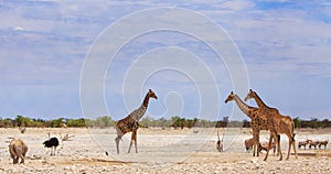 Etosha National Park with Giraffe, Ostrich, Oryx and Rhino