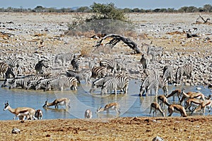 Etosha National Park landscape with pond water