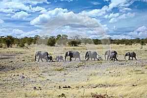 Etosha national park. Namibia, Africa.